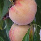 Bonanza is a dwarf peach suitable for pot culture. Photos by Gillian Vine.