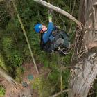 Botanist and Humboldt State University lecturer Marie Antoine climbs New Zealand's tallest tree...
