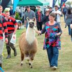 Brenda McLean,  of Milton, and her llama Asher turn heads as they go for a walk among the crowd...