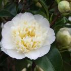 Brushfield's Yellow is one of many Australian-bred camellias.