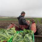 Brydone Growers owner Marty Quennell braves the rain to harvest broccoli for market. Photo by...