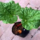 Buy rhubarb plants now and plant them in very rich soil. Photo by Gerard O'Brien