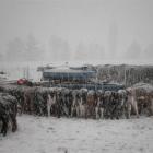 Calves on Geoff and Jan Keeling's farm line up for feeding early yesterday morning in blizzard...
