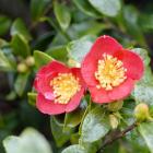 Camellia x vernalis 'Yuletide'. Photo by Gregor Richardson.