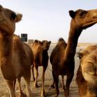 Camels stand near a checkpoint manned by anti-Gaddafi fighters on a road to Sirte near the town...