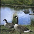 Canada Geese. Photo by Kevin Drew.