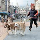 Canadian eskimo dogs Mawson and Clara take owner Rose Voice, of Real Dog Equipment, Ranfurly, for...