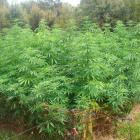 Cannabis netted by NZ Police in Operation Canary. A cannabis 'grow' (plantation) found in...