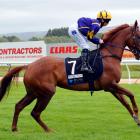 Cantilena is a leading hope in an even 3yr-old fillies feature at Wingatui tomorrow. Photo by...