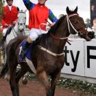 Cape Kinaveral (Cody Singer) returns to scale after winning the National Steeplechase at...