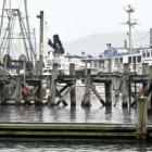 Careys Bay Access Committee secretary Jo Kidston on the Careys Bay pontoon, a facility targeted...
