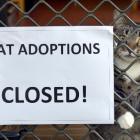 Cat adoptions at the SPCA have been closed.