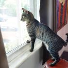 Cat owners in Tekapo have been asked to keep their cats inside at night for the next five weeks....