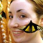 Cathryn Edwards, of the Otago Museum, watches butterflies emerge from their cocoons in the museum...
