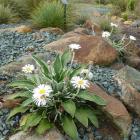 Celmisia blooming in the rare plants garden.