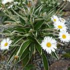 Celmisia hookeri  in flower in the Rare Plants garden at Orokonui. Photo by Neville Peat.