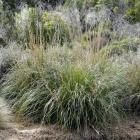 Chionochloa flavescens Photo by Gregor Richardson.