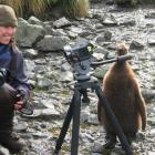 Claudia Babirat fell in love with the wildlife at Macquarie Island, like this king penguin chick...