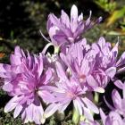 Colchicum ''Waterlily''. Photo by Christine O'Connor.