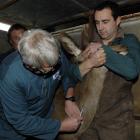Colin Mackintosh administers an anaesthetic to a deer before a CT scan at Invermay in 2011. The...