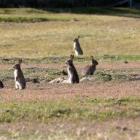 Concerns have been aired about the consumption of rabbits infected with rabbit haemorrhagic...