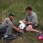 Conservation Department ranger Colin Facer (left) and Royal Albatross Centre head ranger Lyndon...