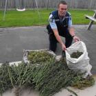 Constable Tom Taylor, of Balclutha, with the haul of cannabis plants seized from a South Otago...