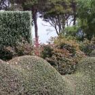 Contrasting shapes in twinned native coprosma and corokia hedging.