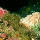 Coral is just some of the wonders of the deep in Dusky and Doubtful Sounds. Photo supplied.
