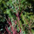 Cornus alba is more commonly known as red-barked dogwood. Photo by Peter McIntosh.