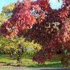 Cornus leaves put on a strong show before they fall.