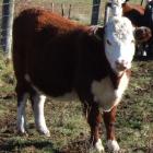 cow.jpg