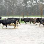 Cows cross a flooded paddock on the Lower Waitaki Plain. Photo by Stephen Jaquiery.