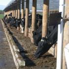 Cows in a "herd home" on a Stirling dairy farm. Photo supplied.