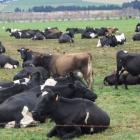 cows.JPG