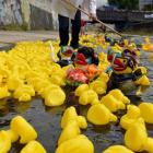 Craig Wombwell, of Dunedin East Rotary helps the ducks along. Photos by Peter McIntosh.