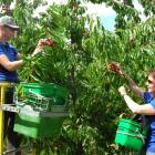 Cromwell's Jackson Orchards staff (from left), Sarah Hobbs and Elaine Direen, pick Central Otago...