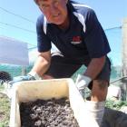 Cromwell worm farmer Robbie Dick, conducting trials to see whether treated effluent sludge can be...