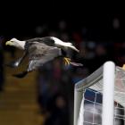 Crystal Palace's mascot, a white headed eagle, flies before the start of the team's League Cup...