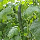 Cucumber plants need regular watering at this time of year. Photo from vegetables.co.nz