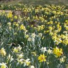 daffodils_at_wetherstons__4cad50f895.JPG