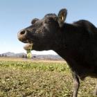 dairy_cows_6__290606_dawber.JPG