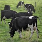 Dairy farmers face a bleak season. Photo by Christine O'Connor.