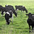 Dairy price bounce is welcomed, but there is some way to go  to break-even levels. Photo by...