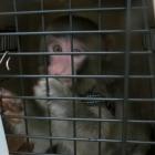 Darwin, the monkey that caused a frenzy as it wandered around the parking lot of a Toronto-area...