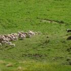 Dave Anderson shifts a mob of ewes and lambs in a lucerne grazing rotation at Bog Roy Station in...