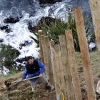 Dave McLean helps put in  posts for a predator-proof fence  on the edge of the cliffs at St Clair...