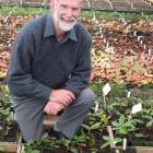 Denis Hughes has bred or introduced dozens of new plants. Photos by Blue Mountain Nurseries...