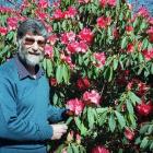 Denis Hughes in his element, alongside a rhododendron. Photo: ODT files.
