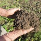 The rich soil from Dennis Enright's Taieri vegetable plot. Photo by Tom McKinlay.